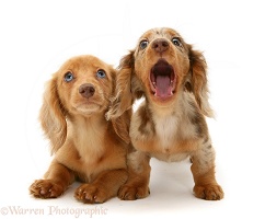 Two Dachshund pups, one yawning