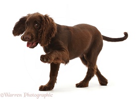 Chocolate working Cocker Spaniel puppy, pointing with paw