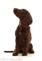 Chocolate working Cocker Spaniel puppy, sitting profile