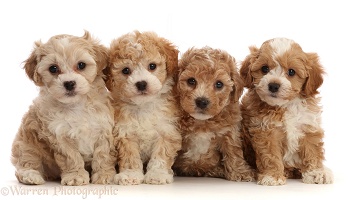 Four Cavapoochon puppies, 6 weeks old