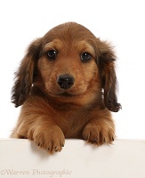 Cream shaded Dachshund puppy, 7 weeks old, paws over