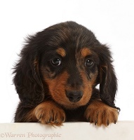Silver Dapple Dachshund puppy, 7 weeks old, paws over