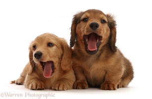Dachshund puppies, 7 weeks old, yawning