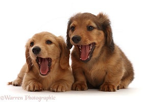 Dachshund puppies, 7 weeks old, yawning