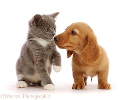 Dachshund puppy, nose to nose with Ragdoll-cross kitten