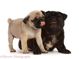 Black Pug and Fawn puppy with tongues out