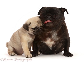 Black Pug with tongue out, and Fawn puppy