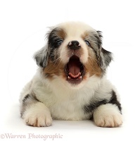 Mini American Shepherd puppy, 7 weeks old, yawning
