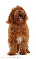 Red Cavapoo puppy, woofing