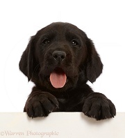 Black Labrador Retriever puppy, 6 weeks old, paws over