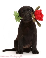 Black Labrador Retriever puppy, 6 weeks old, holding a rose