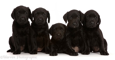 Five Black Labrador Retriever puppies, 6 weeks old