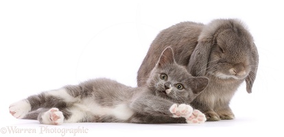 Blue-and-white Ragdoll-cross kitten, and grey Lop bunny