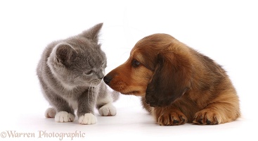 Dachshund puppy, with Ragdoll-cross kitten