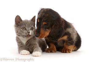 Blue-and-white Ragdoll-cross kitten, and Dachshund puppy