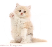 Cream Persian-cross kitten, 7 weeks old, with raised paw