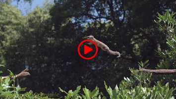 Slow motion Grey Squirrel leaping