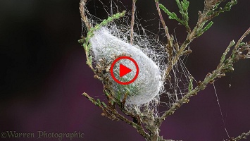 Emperor Moth caterpillar spinning its cocoon time lapse