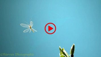 Green Lacewing (Chrysoperla carnea) taking off