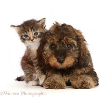 Tortie Tabby kitten, and matching Cavapoo puppy
