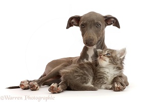 Blue Italian Greyhound puppy and tabby kitten