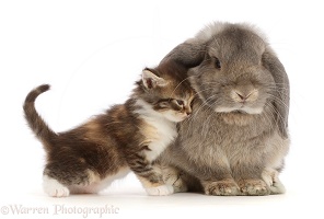 Grey Lop bunny with tortoiseshell tabby kitten