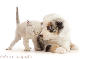 Merle Mini American Shepherd puppy and colourpoint kitten