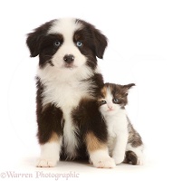 Tricolour Mini American Shepherd puppy and calico kitten