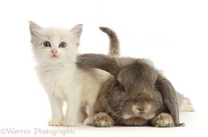 Colourpoint kitten and lounging Grey Lop bunny