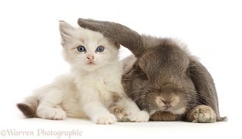 Colourpoint kitten and lounging Grey Lop bunny