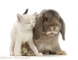 Colourpoint kitten snuggling grey Lop bunny