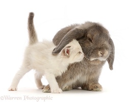 Grey Lop bunny and colourpoint kitten