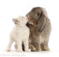 Grey Lop bunny kissing colourpoint kitten