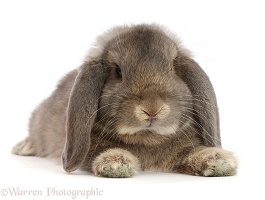 Grey Lop bunny lounging stretched out
