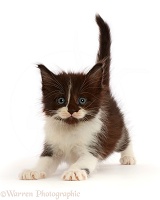 Black-and-white kitten pouncing