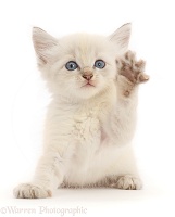 Colourpoint kitten waving a paw