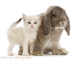Grey Lop bunny and colourpoint kitten