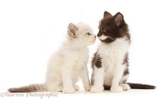 Black-and-white and colourpoint kittens nose-to-nose