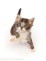 Tabby kitten, sitting looking up with raised paw