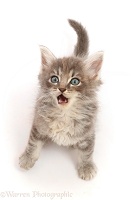 Tabby kitten, sitting looking up, with open mouth
