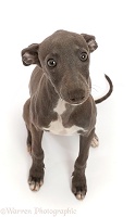 Blue Italian Greyhound puppy, 4 months old, sitting looking up