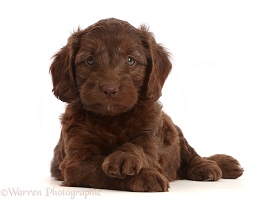 Chocolate Sproodle puppy with crossed paws