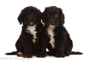 Black-and-white Sproodle puppies