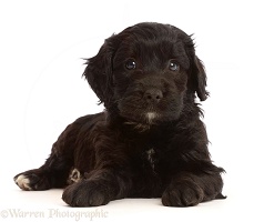 Black Sproodle puppy