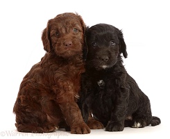 Chocolate and black Sproodle puppies
