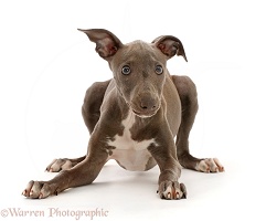 Perky looking Blue Italian Greyhound puppy, 4 months old