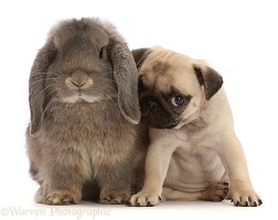 Fawn Pug puppy, 8 weeks old, and grey Lop bunny