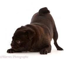 Playful Black Pug in play bow with tongue out,