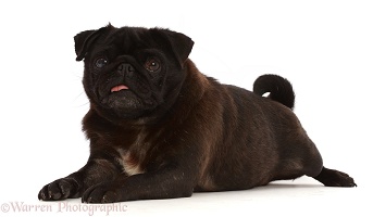 Black Pug with tongue out