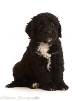 Black-and-white Sproodle puppy